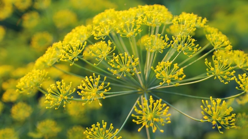 Fields of application of dill umbrellas: for treatment, beauty and preparation of delicious dishes