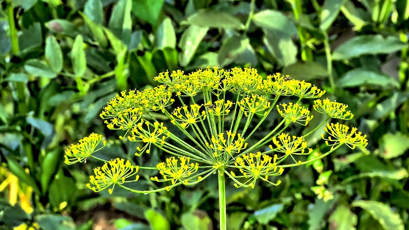 Fields of application of dill umbrellas: for treatment, beauty and preparation of delicious dishes