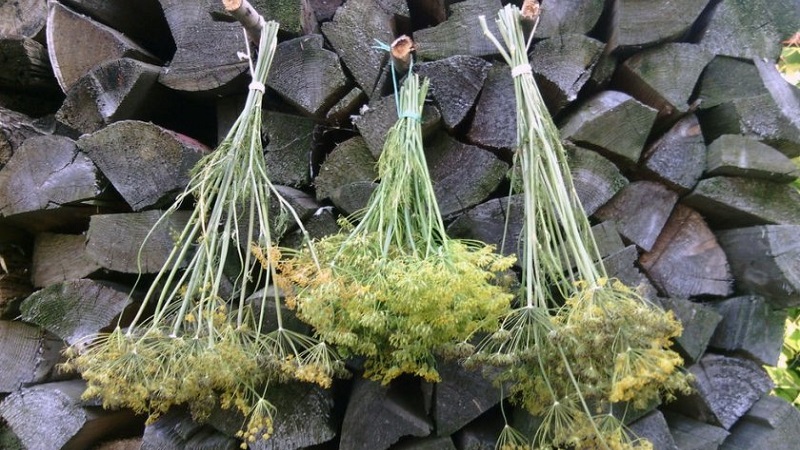 Fields of application of dill umbrellas: for treatment, beauty and preparation of delicious dishes