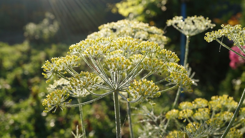 Fields of application of dill umbrellas: for treatment, beauty and preparation of delicious dishes