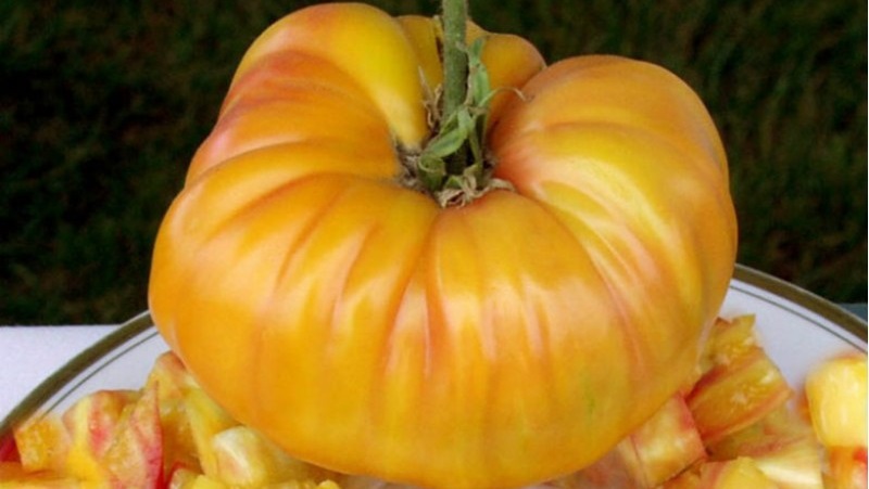 The variety that will become your favorite is the Grapefruit tomato: large, unpretentious in care and amazingly tasty