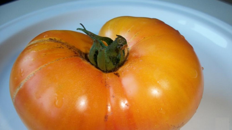 The variety that will become your favorite is the Grapefruit tomato: large, unpretentious in care and amazingly tasty