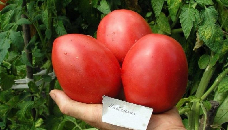 A variety that is equally good for a greenhouse and for open ground - Nastenka tomato and the method of its cultivation