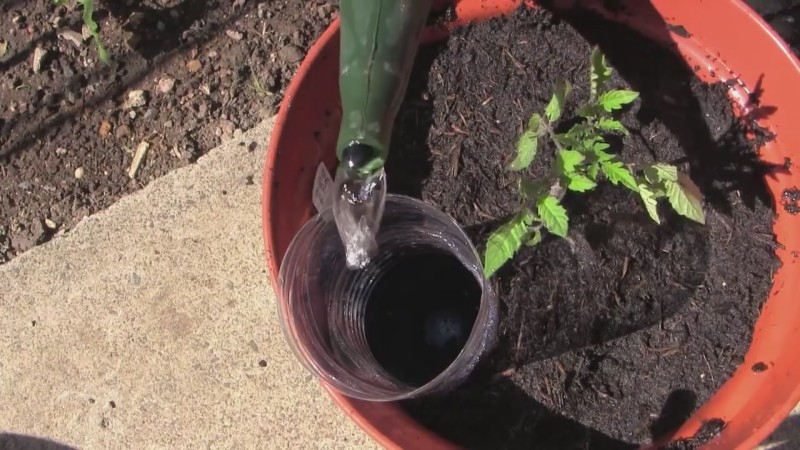 A variety that is equally good for a greenhouse and for open ground - Nastenka tomato and the method of its cultivation