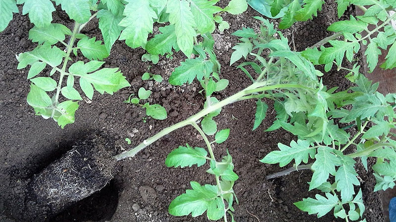 A variety that is equally good for a greenhouse and for open ground - Nastenka tomato and the method of its cultivation