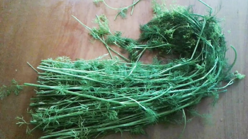 Ways to use dill stalks for maximum benefit