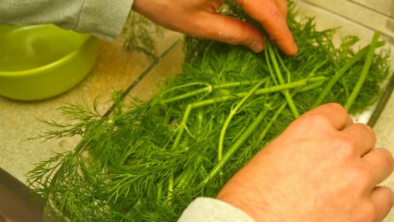 Ways to use dill stalks for maximum benefit
