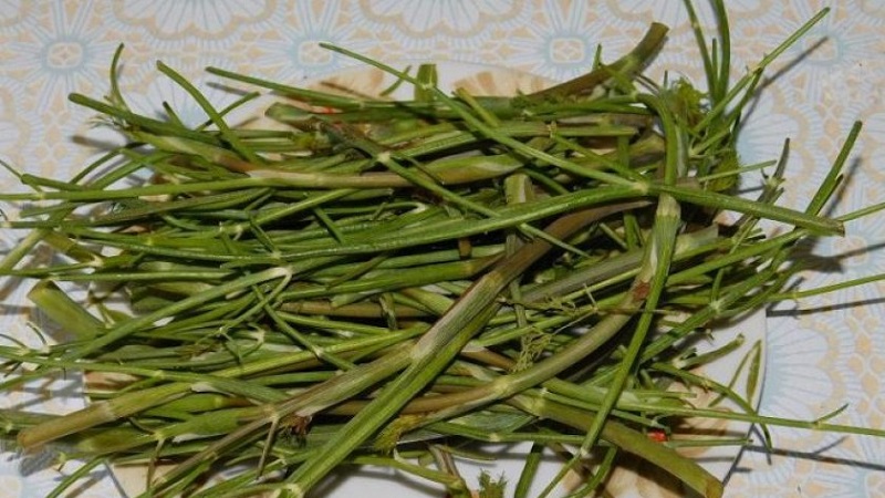 Ways to use dill stalks for maximum benefit