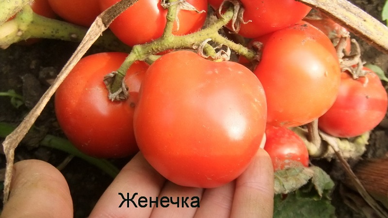 Super early variety with impressive yield - Zhenechka tomato: reviews, photos, growing secrets