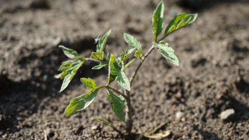 Super early variety with impressive yield - Zhenechka tomato: reviews, photos, growing secrets