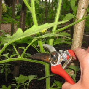 Tomato Aphrodite f1 loved by gardeners in all regions of the country: reviews, advantages and disadvantages of the variety