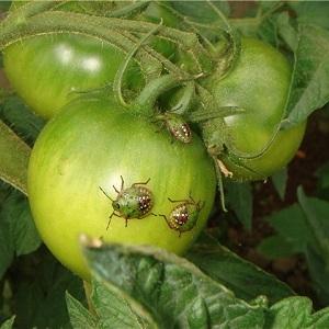 An excellent choice for those who want to get a rich early harvest of excellent tomatoes - tomato Bogata khata F1