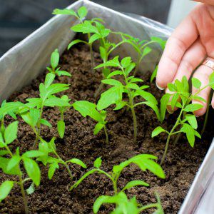 An excellent choice for those who want to get a rich early harvest of excellent tomatoes - tomato Bogata khata F1