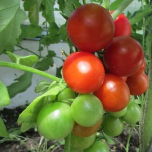 Unpretentious in care, but at the same time generous for the harvest tomato Tea Rose: agricultural technology and advice of experienced farmers