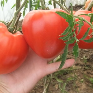 Fleshy, tasty and very aromatic Danko tomato: we get a rich stable harvest