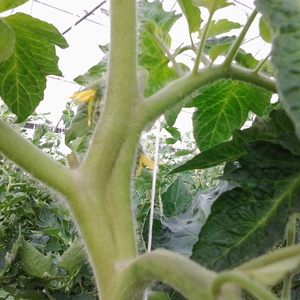 Interesting appearance and pleasant taste for connoisseurs of unusual varieties - Black Pear tomato