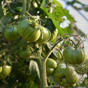 A variety with an exotic taste and amazing appearance - tomato Irish liqueur: we grow and surprise our neighbors