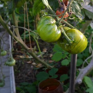 A variety with an exotic taste and amazing appearance - tomato Irish liqueur: we grow and surprise our neighbors