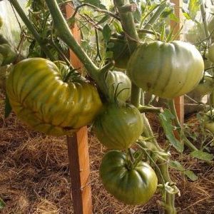 A variety with an exotic taste and amazing appearance - tomato Irish liqueur: we grow and surprise our neighbors