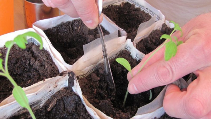 A variety with an exotic taste and amazing appearance - tomato Irish liqueur: we grow and surprise our neighbors
