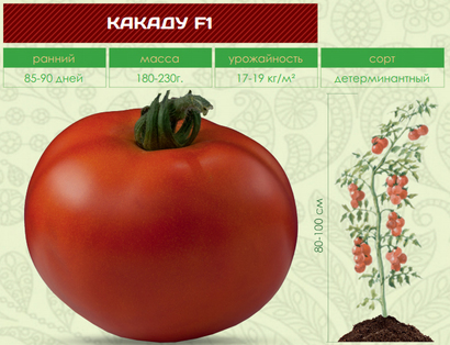 A bright decoration on your beds - tomato Kakadu f1: reviews and secrets of getting a bountiful harvest