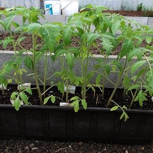 A bright decoration on your beds - tomato Kakadu f1: reviews and secrets of getting a bountiful harvest