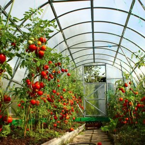 A bright decoration on your beds - tomato Kakadu f1: reviews and secrets of getting a bountiful harvest
