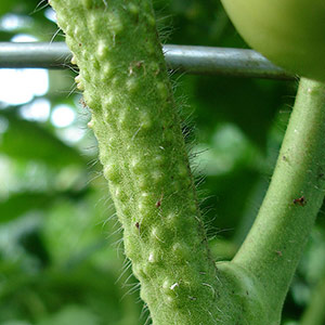 A bright decoration on your beds - tomato Kakadu f1: reviews and secrets of getting a bountiful harvest