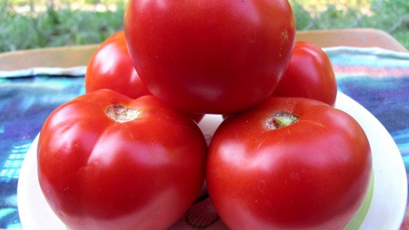 A gift from the Ural breeders for regions with a cold climate - tomato Krasnaya Gvardiya