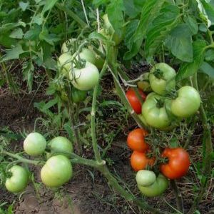 A gift from the Ural breeders for regions with a cold climate - tomato Krasnaya Gvardiya