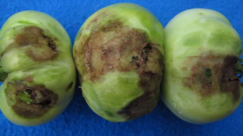 Wonderful fresh and just as good in preservation - Black Gourmet tomato and the basics of growing this variety