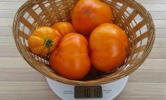Promising and adored by many farmers tomato Honey giant: characteristics and description of the tomato variety