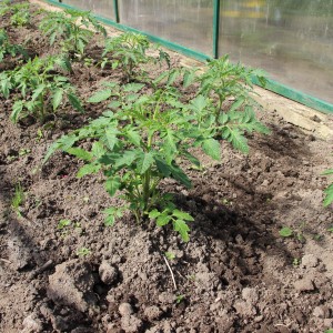 Promising and adored by many farmers tomato Honey giant: characteristics and description of the tomato variety