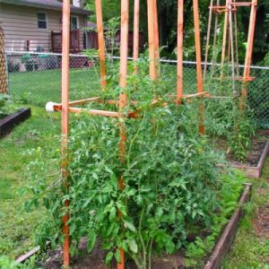 Promising and adored by many farmers tomato Honey giant: characteristics and description of the tomato variety