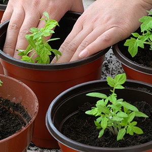 Tomato with huge fruits, proven for decades - Russian size F1