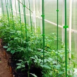 Tomato with huge fruits, proven for decades - Russian size F1