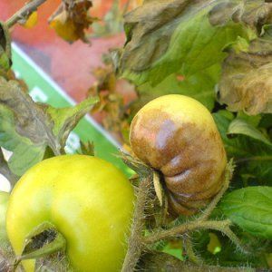 Tomato with huge fruits, proven for decades - Russian size F1