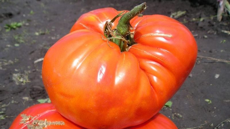 We collect 5-6 kg of tomatoes from a bush, growing a tomato Sugar giant