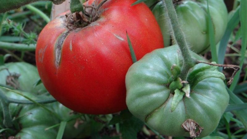 We collect 5-6 kg of tomatoes from a bush, growing a tomato Sugar giant