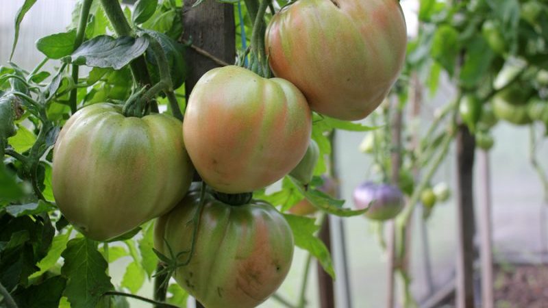 We collect 5-6 kg of tomatoes from a bush, growing a tomato Sugar giant
