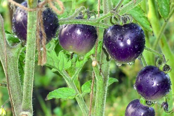 You will not believe your eyes when you see it - tomato Blue cluster f1 for lovers of exotic varieties