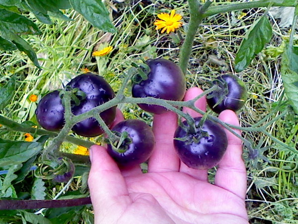 You will not believe your eyes when you see it - tomato Blue cluster f1 for lovers of exotic varieties