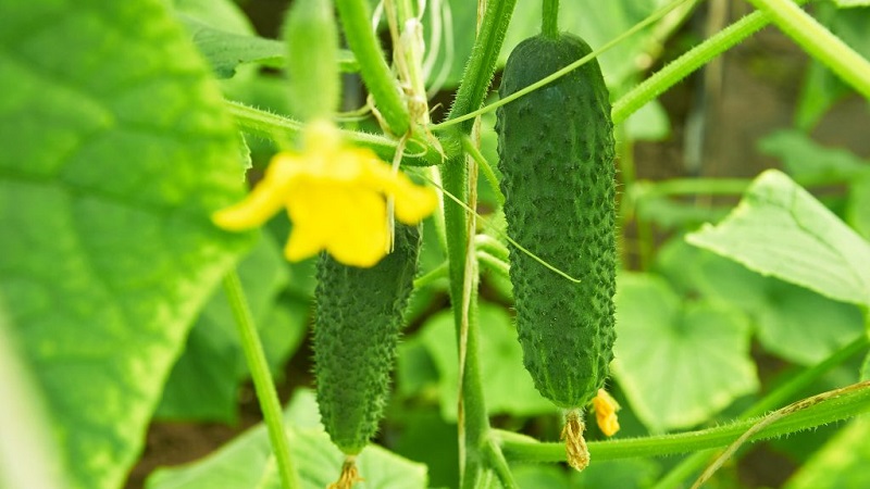 Top 10 best varieties of cucumbers for growing on a windowsill in winter