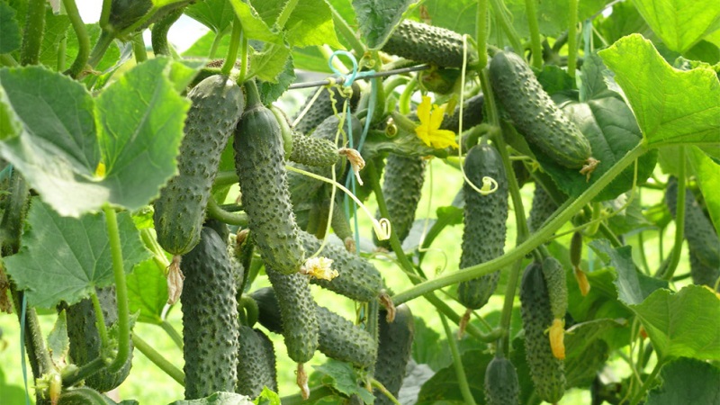Top 10 best varieties of cucumbers for growing on a windowsill in winter