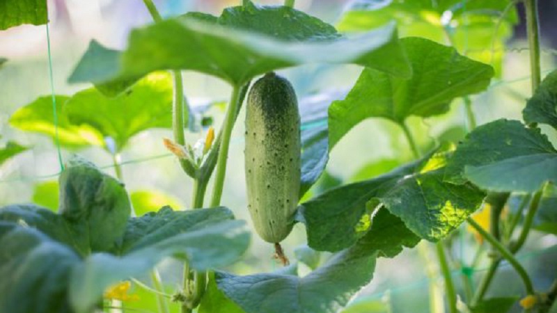 Top 10 best varieties of cucumbers for growing on a windowsill in winter