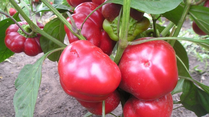 Top 10 best thick-walled sweet peppers for outdoor use