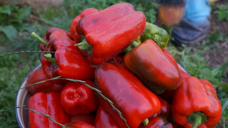 Top 10 best thick-walled sweet peppers for outdoor use
