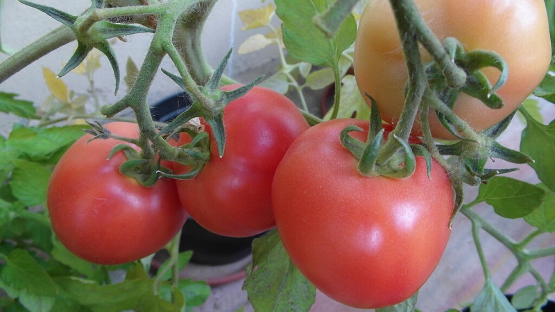 A unique hybrid with delicious fruits, as in the picture - a tomato A gift to a woman and the nuances of growing it