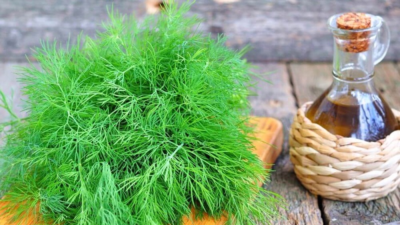We will learn how to make dill oil at home: instructions for the preparation and rules for using dill oil