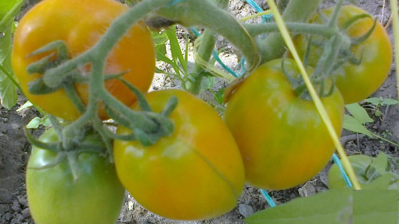 Delicious and stable variety with a high content of beta-carotene - tomato Fairy Gift: reviews and photos of the harvest